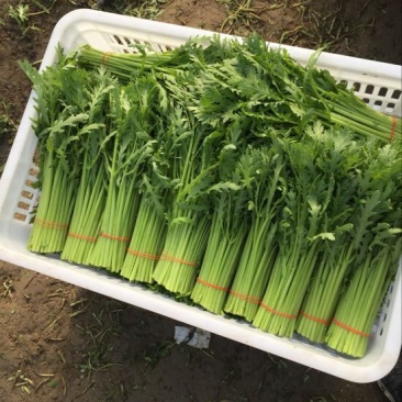 小叶茼蒿20~25cm