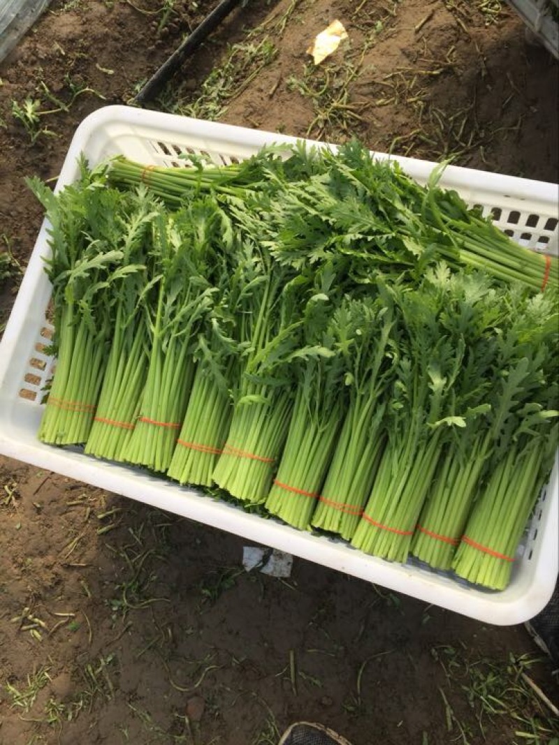 小叶茼蒿20~25cm