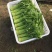 小叶茼蒿20~25cm