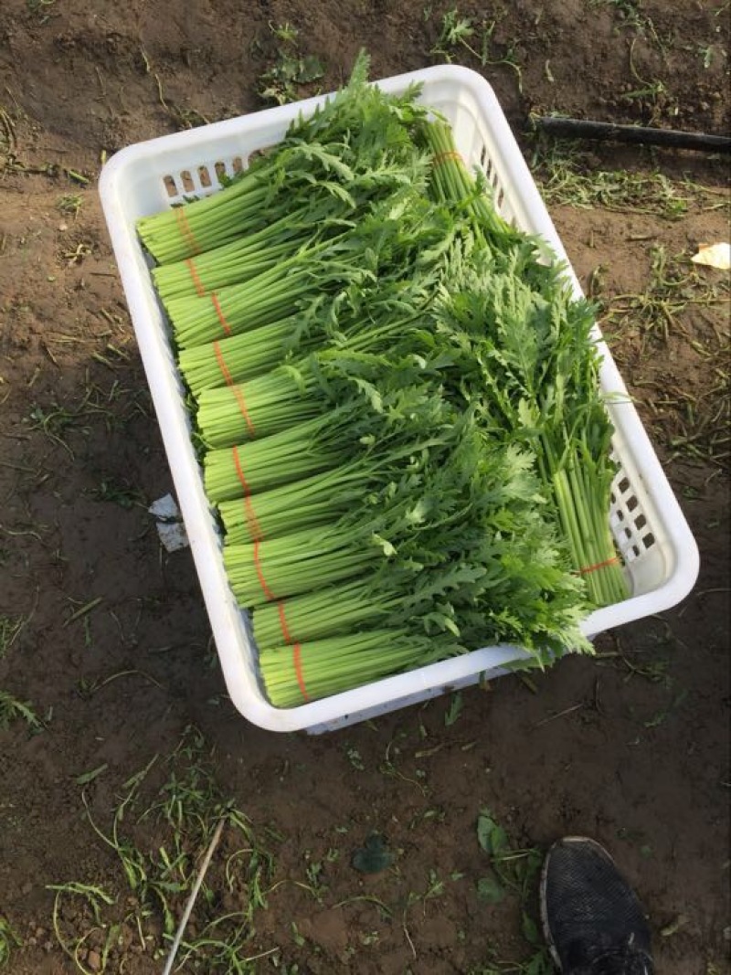 小叶茼蒿20~25cm