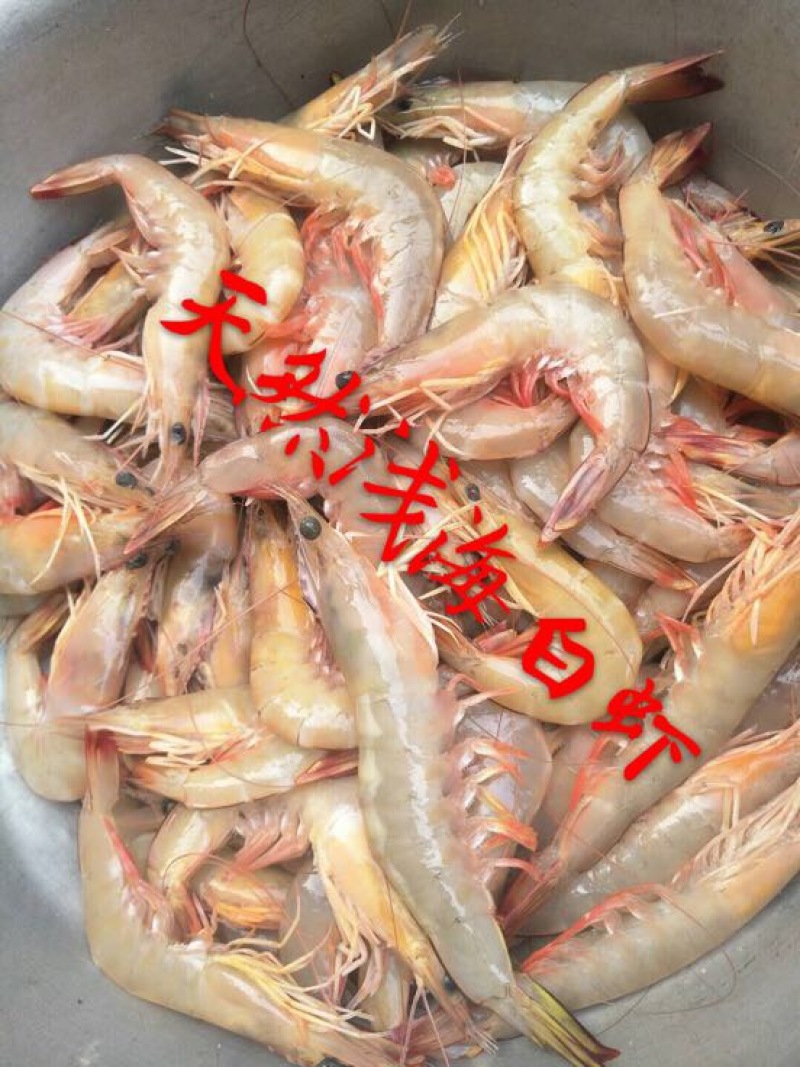 白米虾