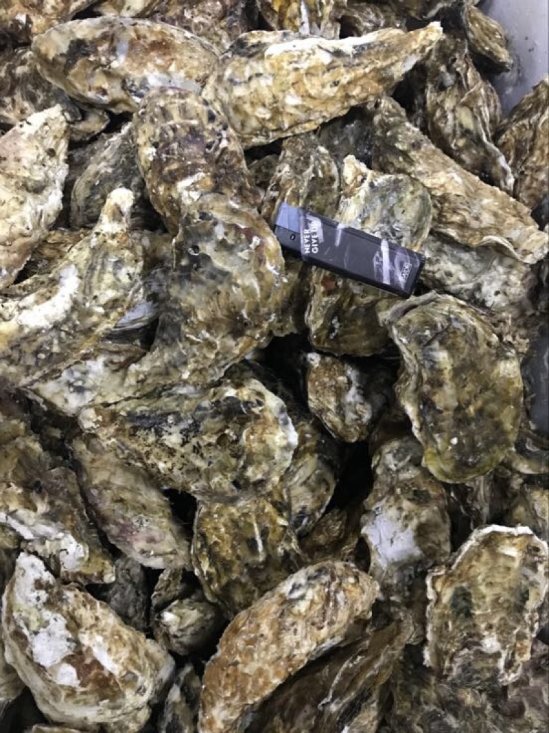 生蚝，三倍体，生蚝统货，各种齐全规格2-5