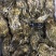 生蚝，三倍体，生蚝统货，各种齐全规格2-5