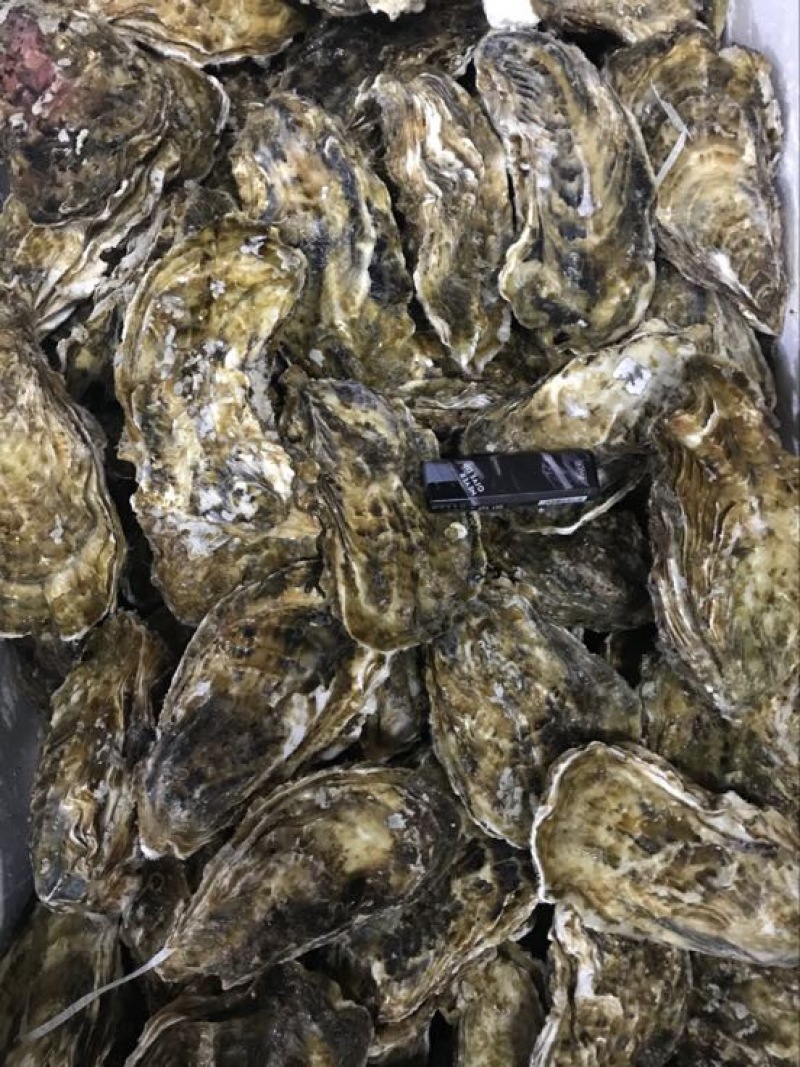 生蚝，三倍体，生蚝统货，各种齐全规格2-5