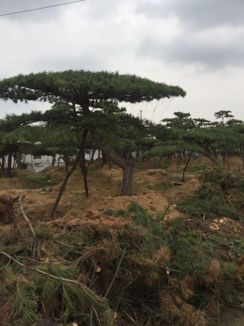 松树4.5~5m