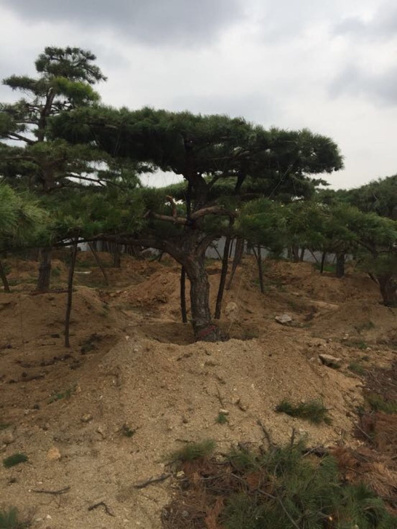 松树4.5~5m