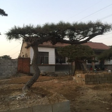 松树4.5~5m
