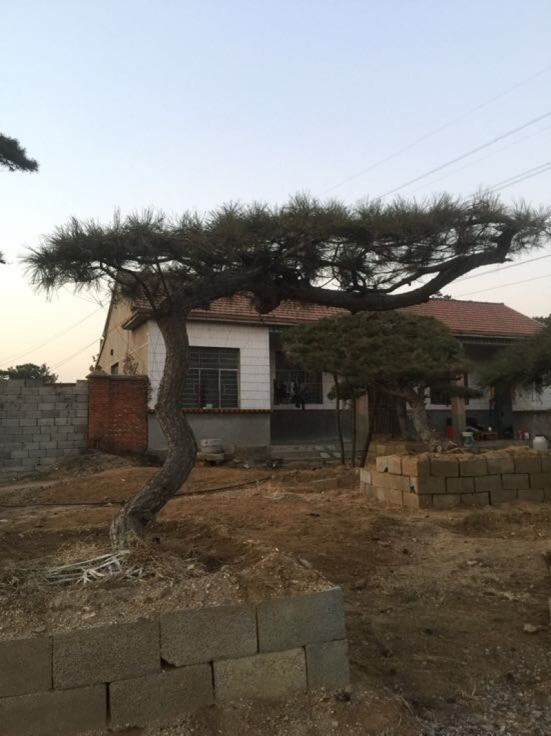 松树4.5~5m