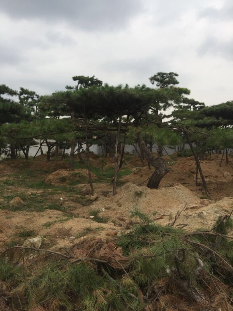 松树4.5~5m