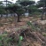 松树4.5~5m