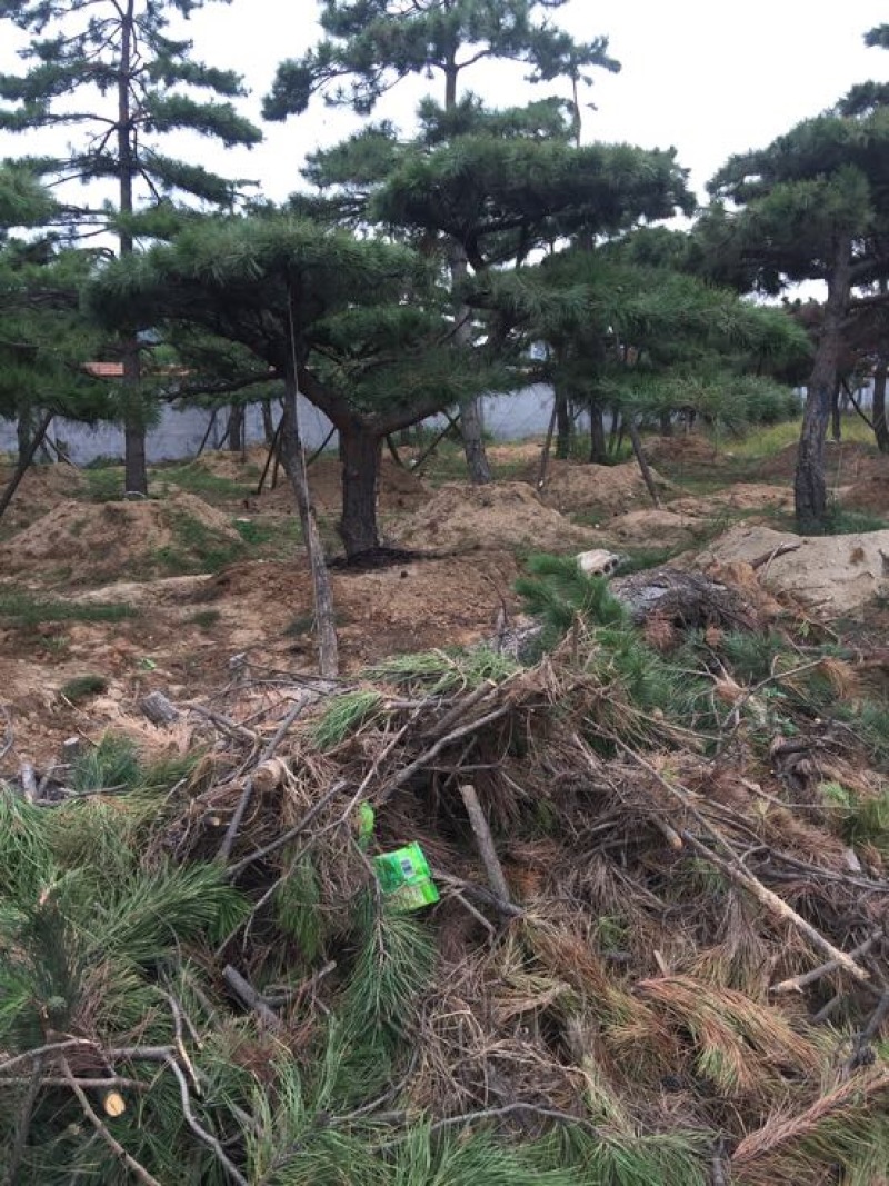 松树4.5~5m