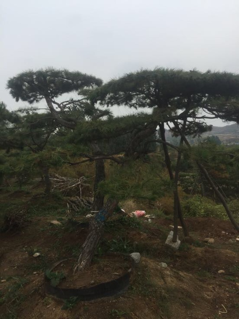 松树4.5~5m