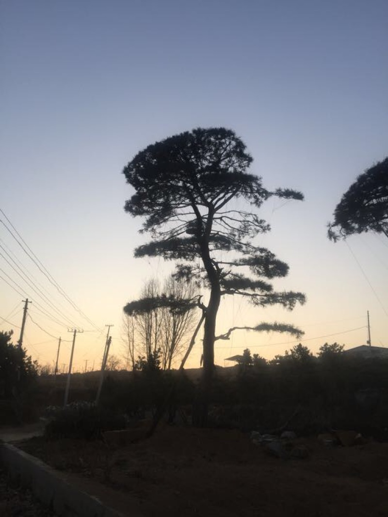 松树4.5~5m