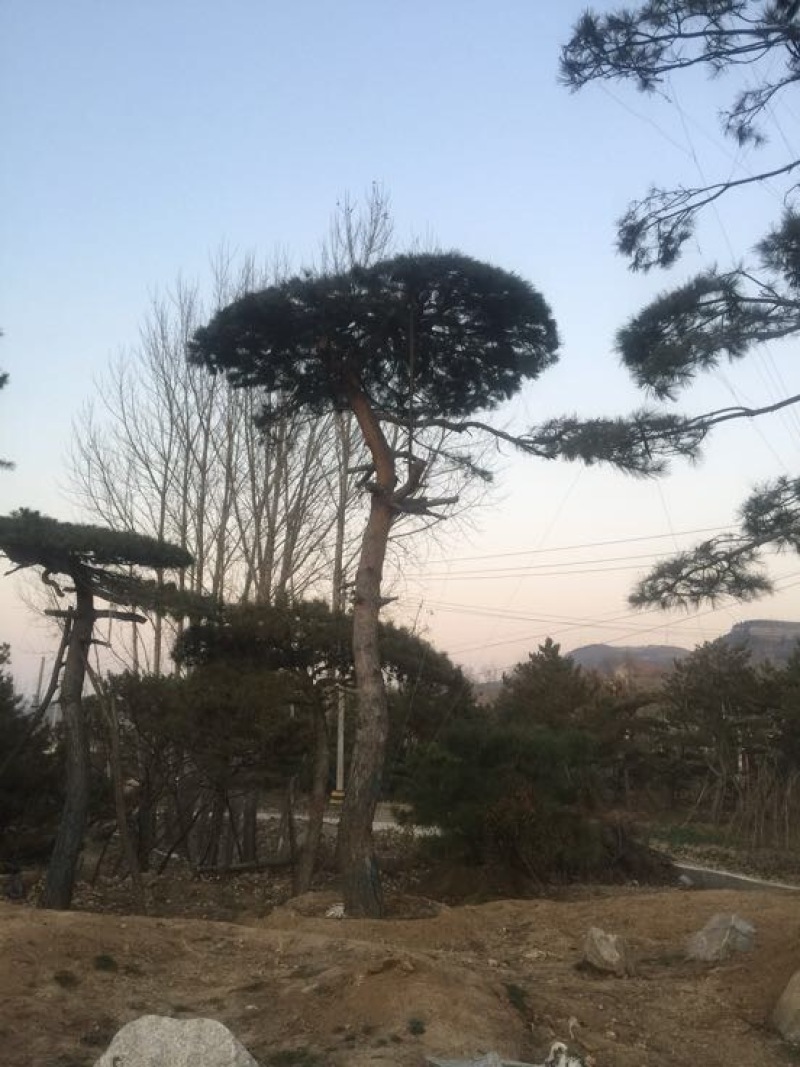 松树4.5~5m