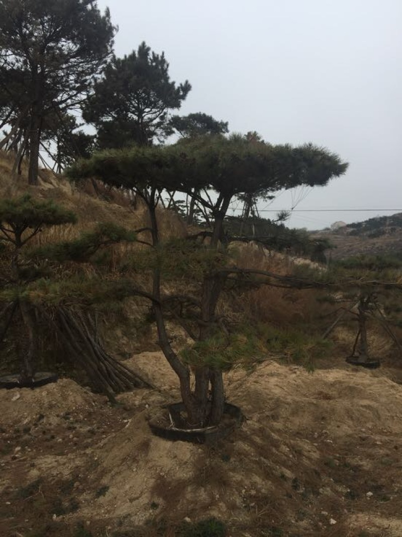 松树4.5~5m
