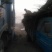 核桃树4~6cm4cm以下2.5~3米