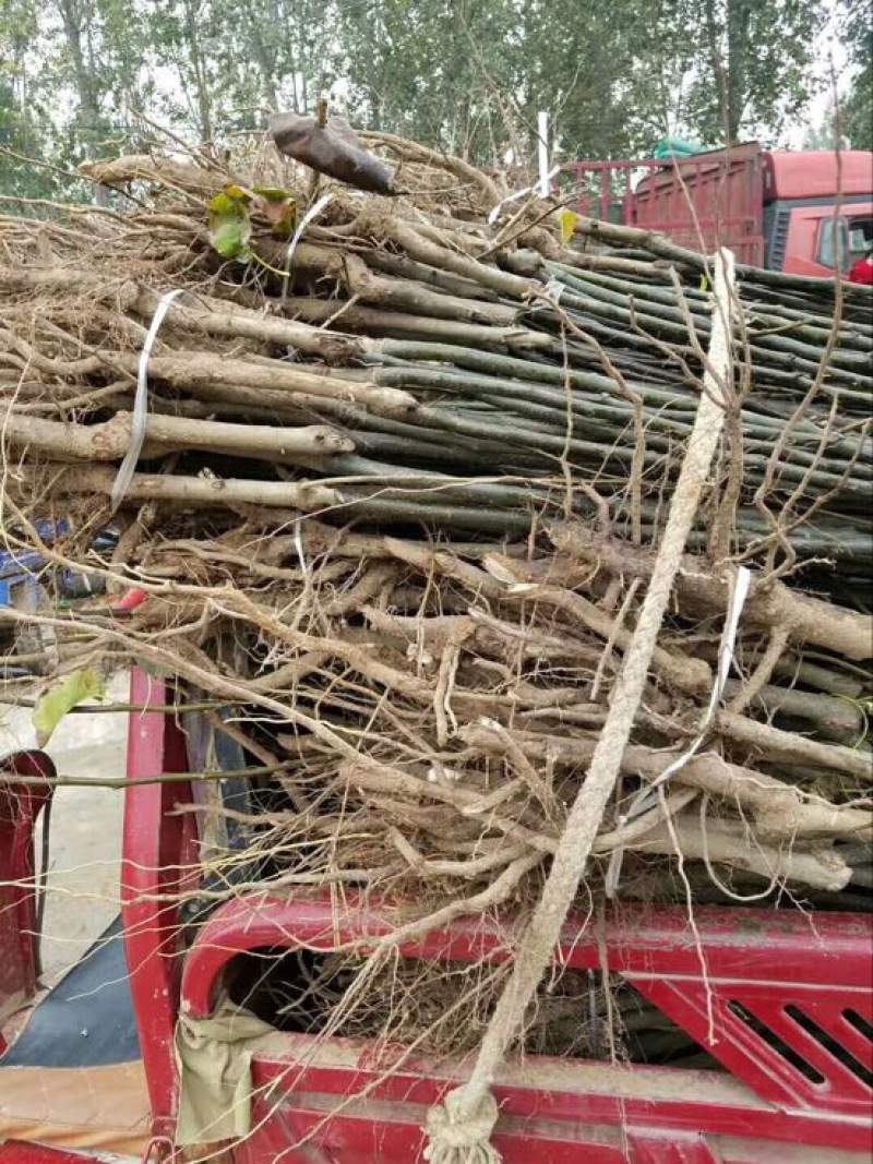 枇杷树201~230cm