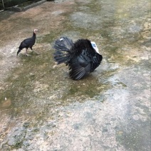 走地鸡散养土鸡3~4斤
