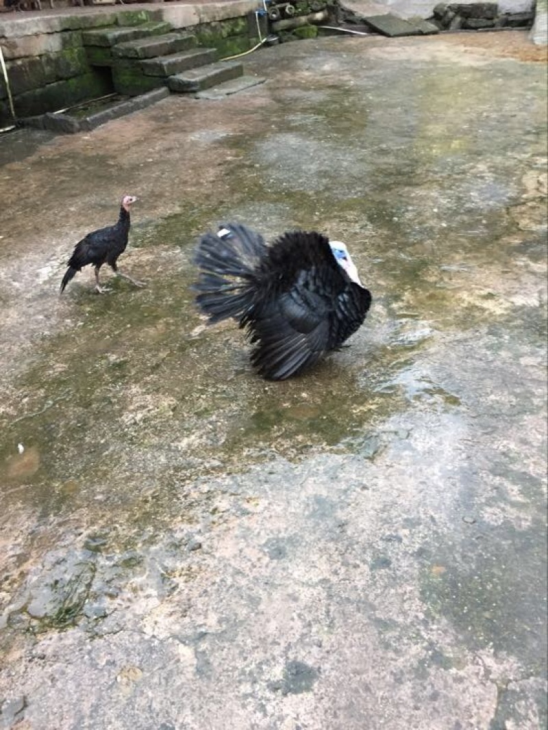 走地鸡散养土鸡3~4斤
