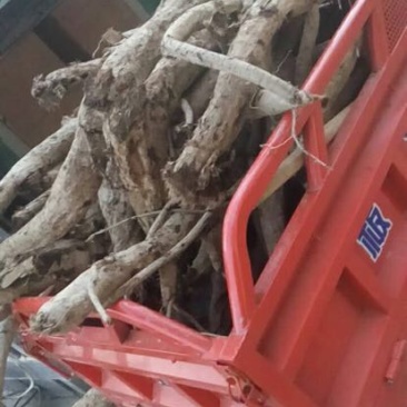 葛根4.5斤以上药用