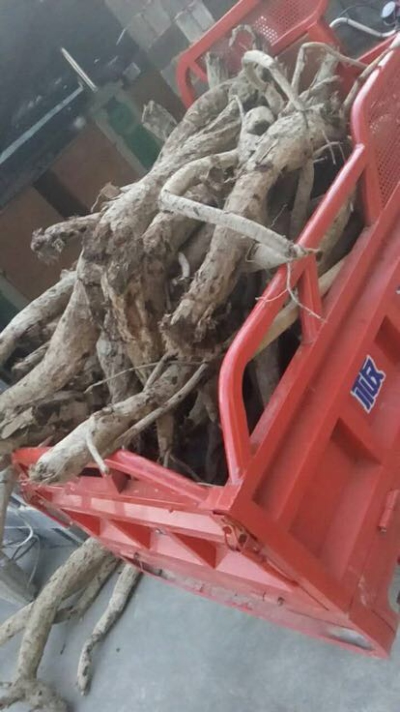 葛根4.5斤以上药用