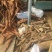 葛根4.5斤以上药用