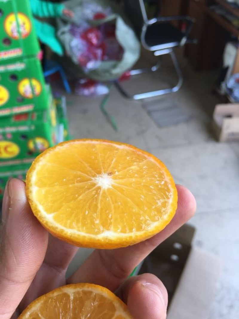 皇帝柑5.5~6cm