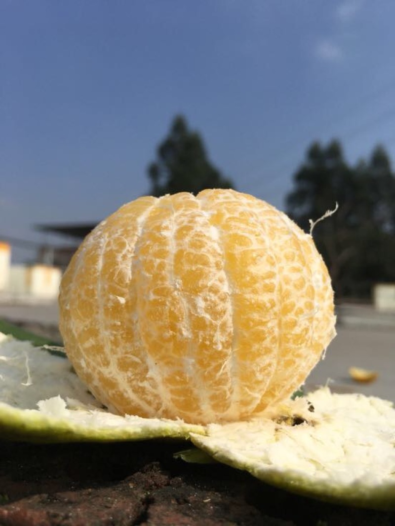 皇帝柑5.5~6cm