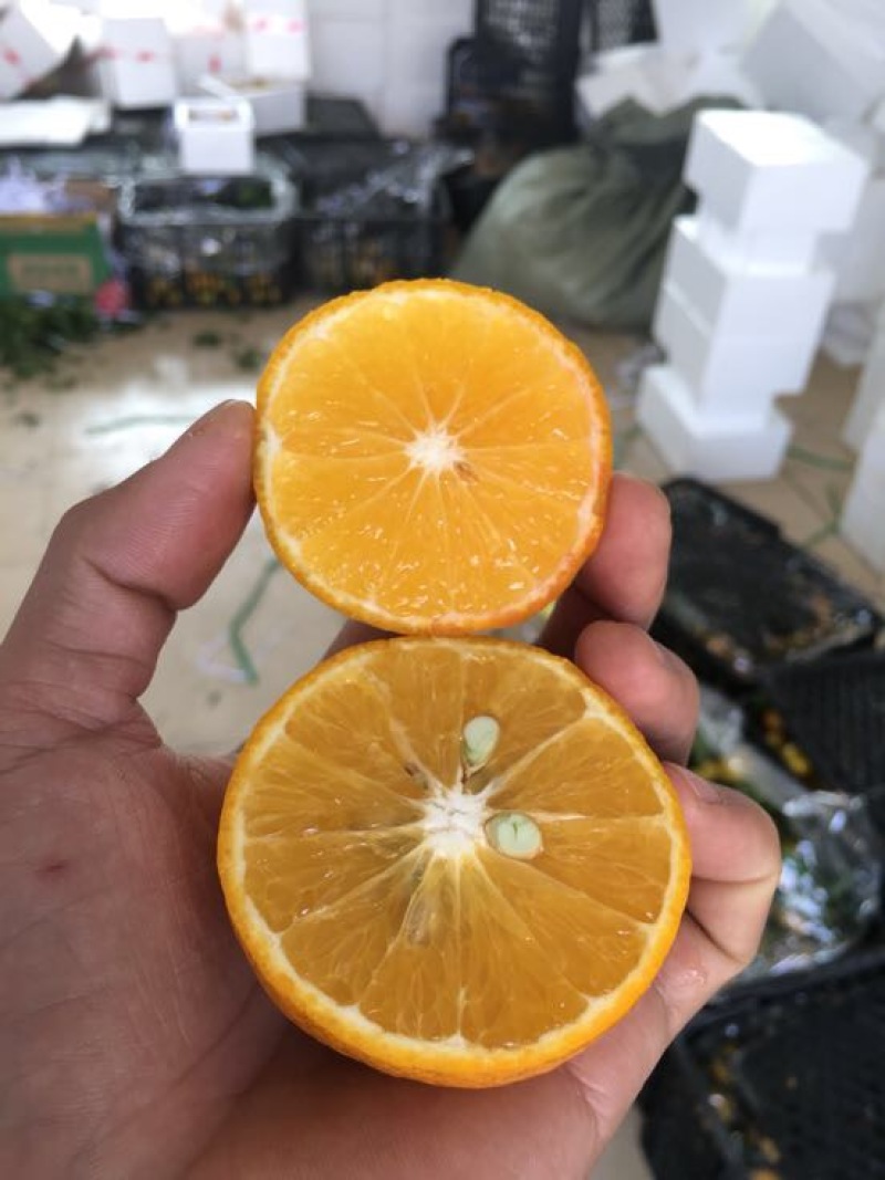 皇帝柑5.5~6cm