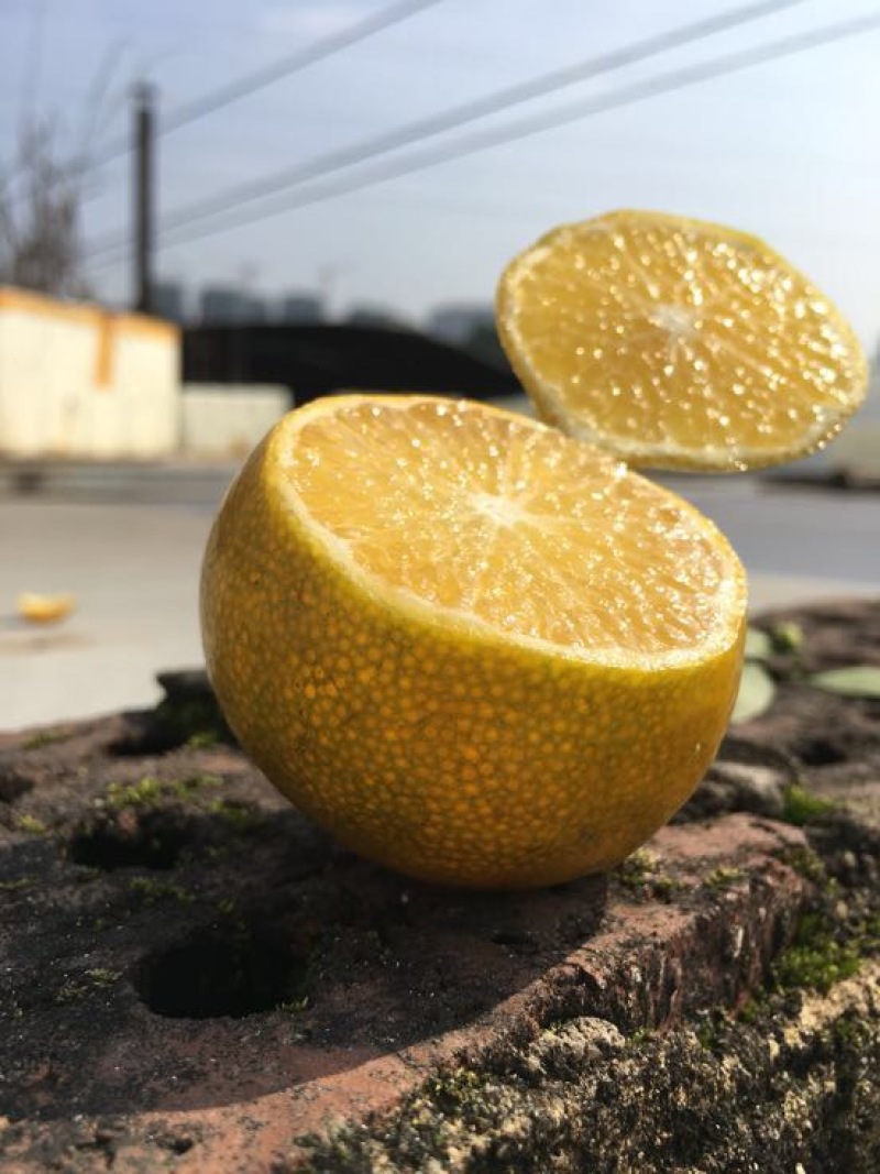 皇帝柑5.5~6cm
