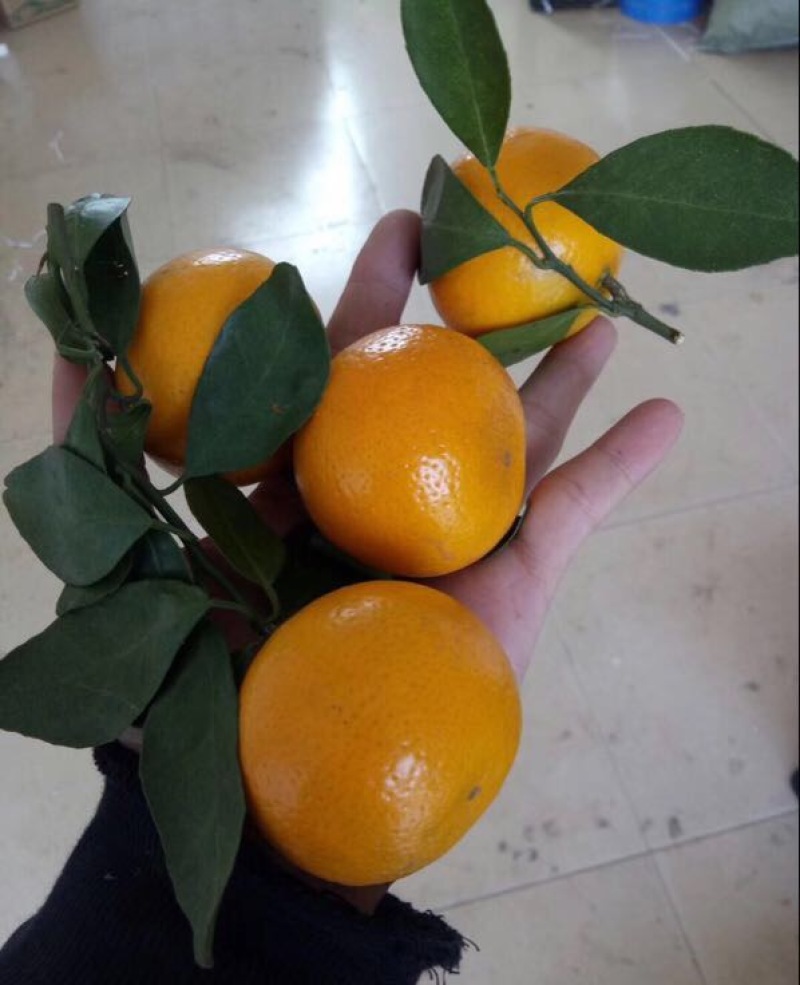 皇帝柑5.5~6cm