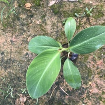 供应广西南宁香蕉苗玉林苹果粉蕉苗