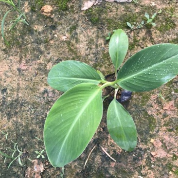 供应广西南宁香蕉苗玉林苹果粉蕉苗