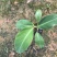 供应广西南宁香蕉苗玉林苹果粉蕉苗