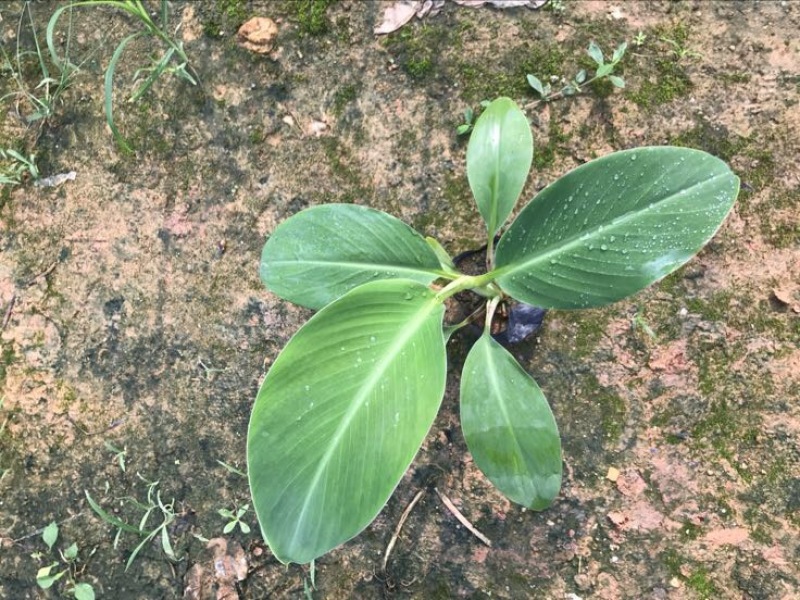 供应广西南宁香蕉苗玉林苹果粉蕉苗