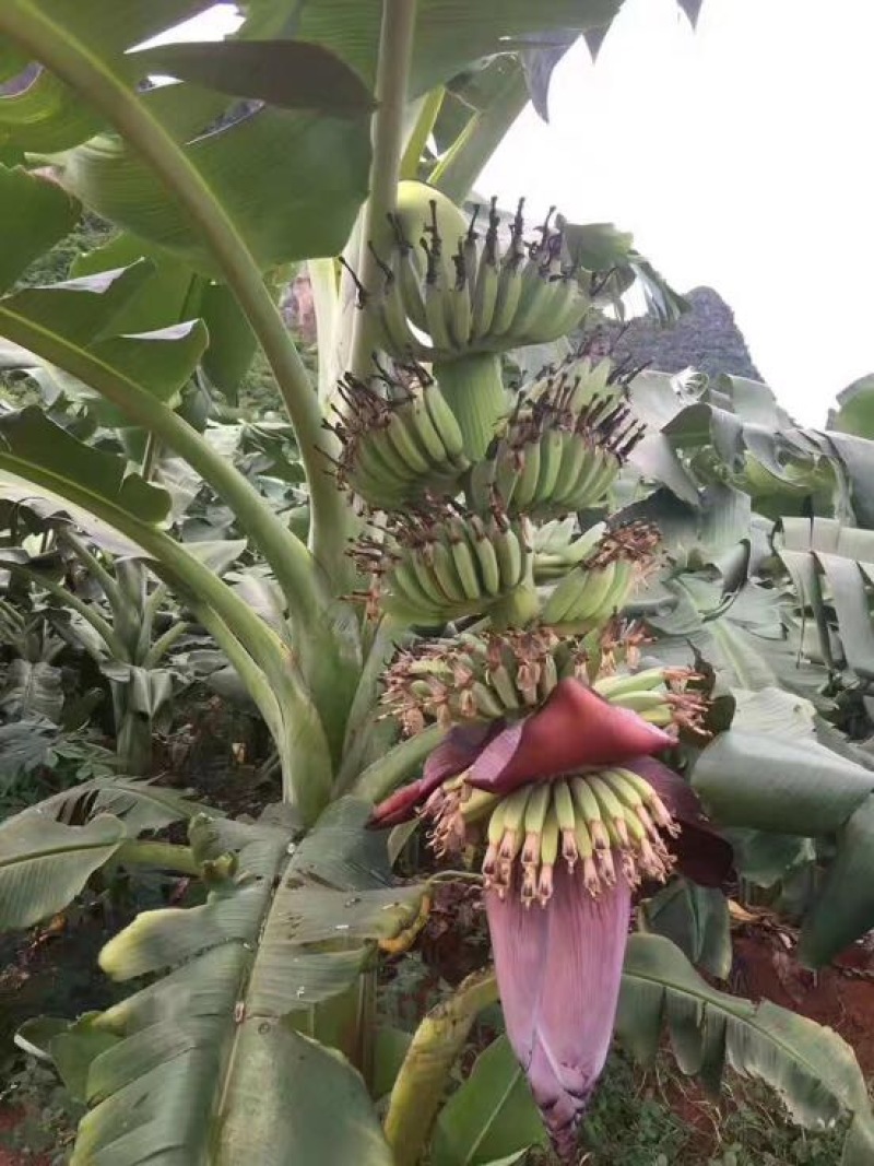 供应广西南宁香蕉苗玉林苹果粉蕉苗