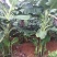 供应广西南宁香蕉苗玉林苹果粉蕉苗