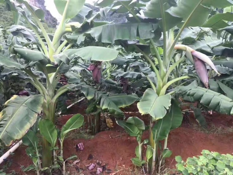 供应广西南宁香蕉苗玉林苹果粉蕉苗