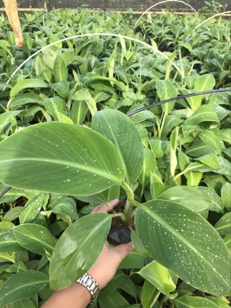 供应广西南宁香蕉苗玉林苹果粉蕉苗