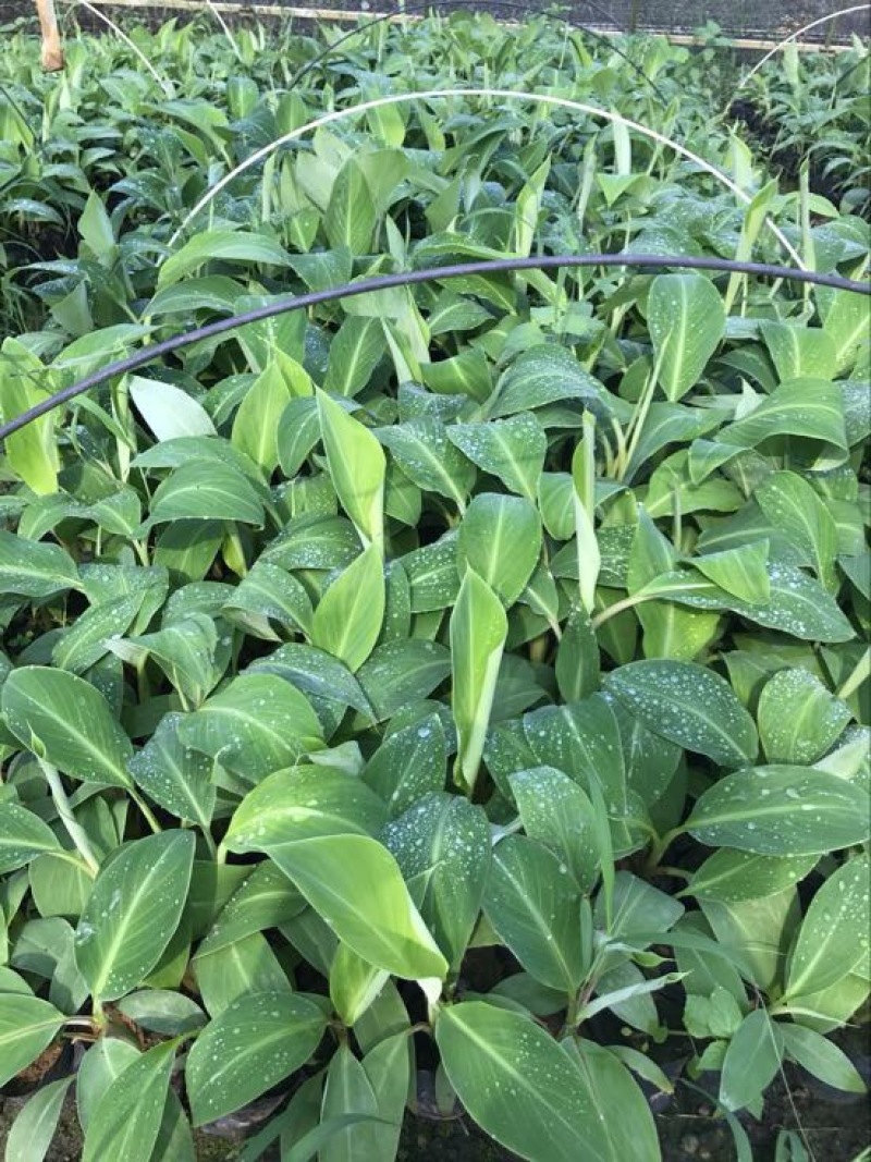 供应广西南宁香蕉苗玉林苹果粉蕉苗
