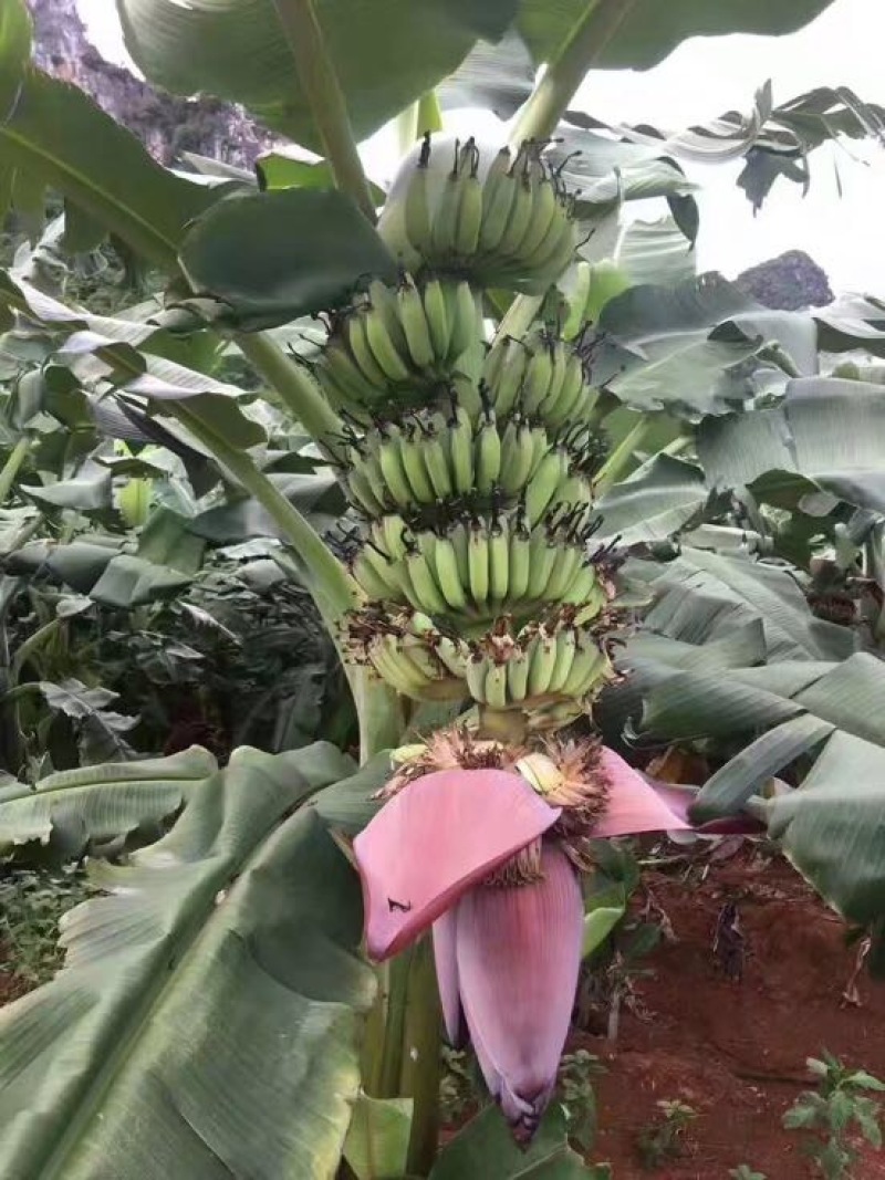 供应广西南宁香蕉苗玉林苹果粉蕉苗