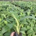 供应广西南宁香蕉苗玉林苹果粉蕉苗