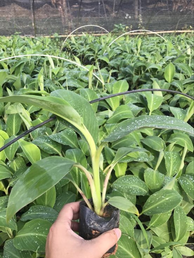 供应广西南宁香蕉苗玉林苹果粉蕉苗