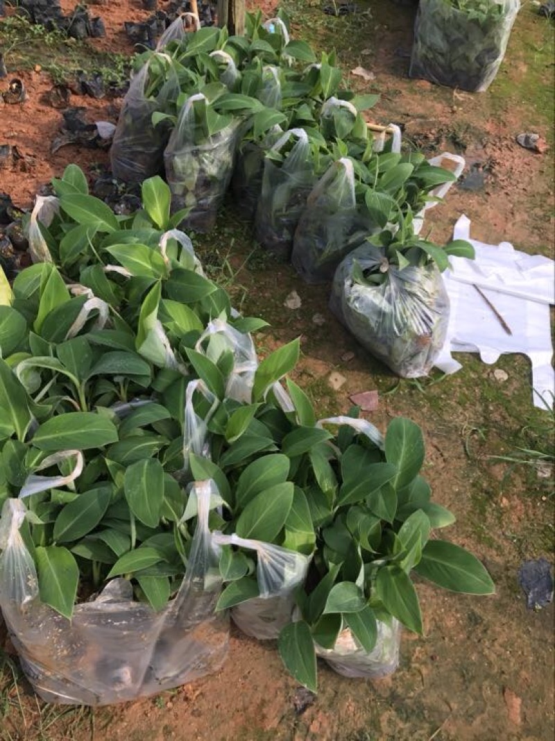 供应广西南宁香蕉苗玉林苹果粉蕉苗
