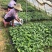 供应广西南宁香蕉苗玉林苹果粉蕉苗