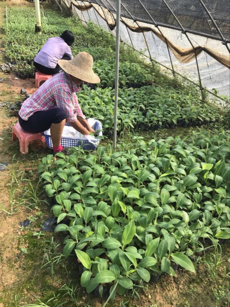 供应广西南宁香蕉苗玉林苹果粉蕉苗