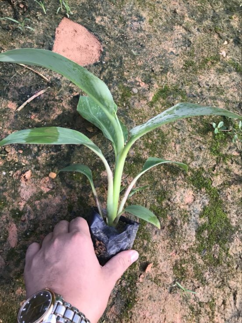 供应广西南宁香蕉苗玉林苹果粉蕉苗