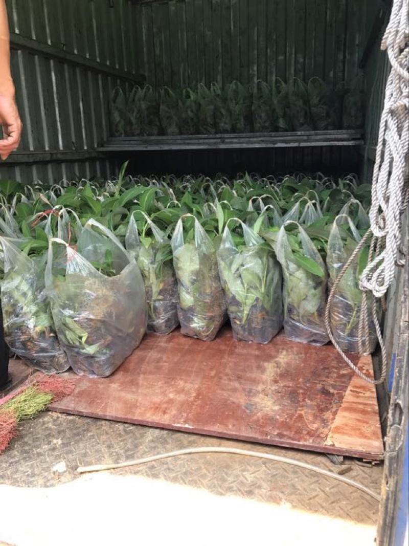 供应广西南宁香蕉苗玉林苹果粉蕉苗