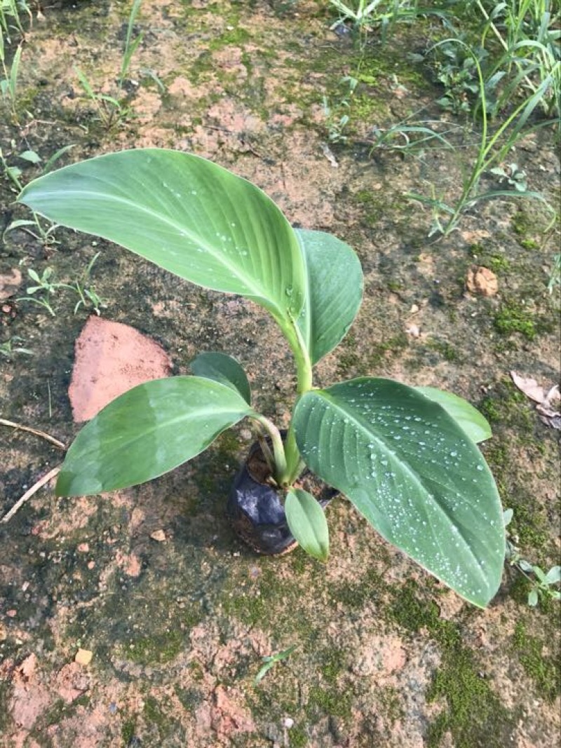 供应广西南宁香蕉苗玉林苹果粉蕉苗