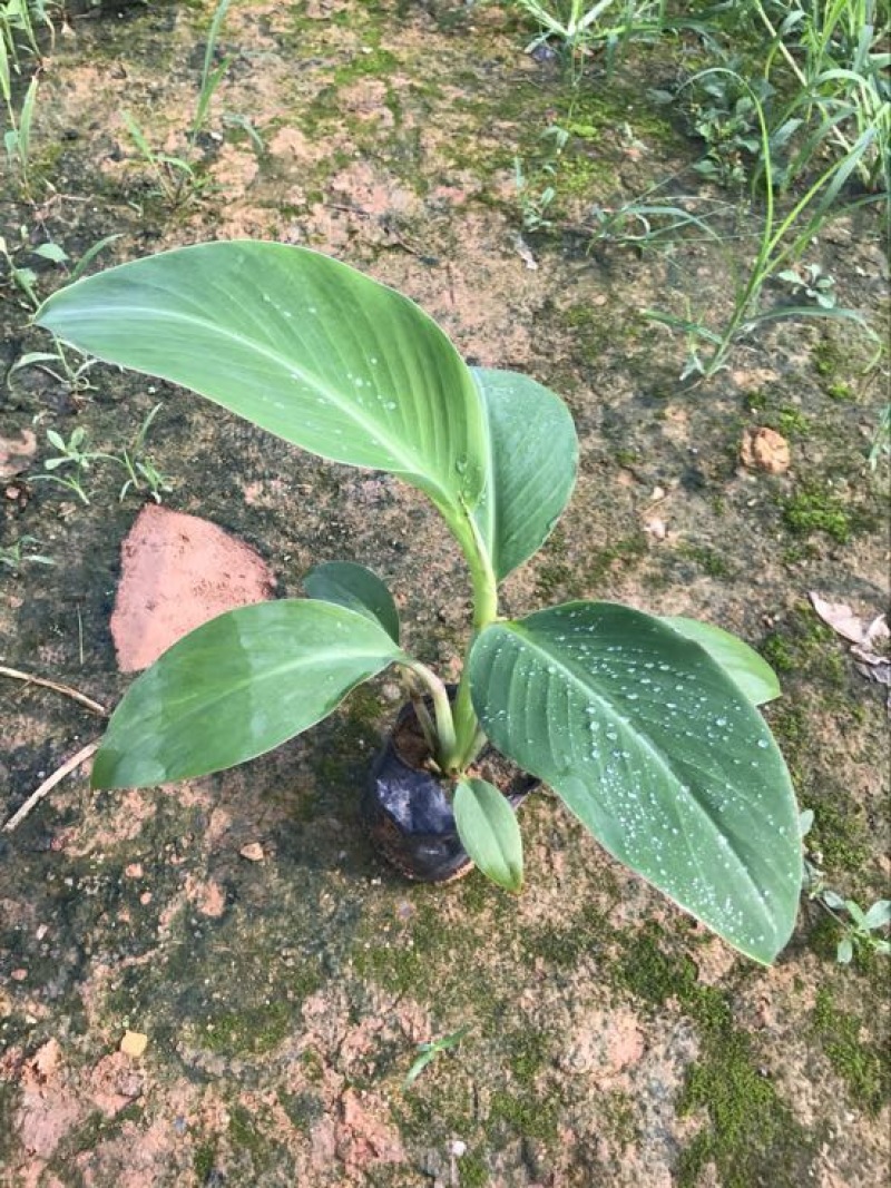 供应广西南宁香蕉苗玉林苹果粉蕉苗